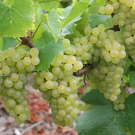 Les Glycines - Maison Avec Bel Exterieur Feriehus